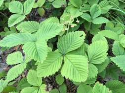 Image of Hautbois Strawberry