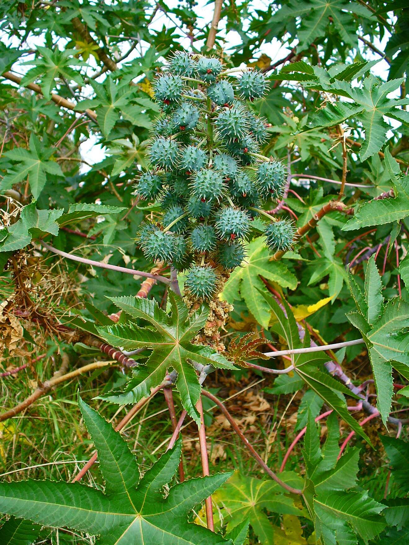 Sivun Ricinus kuva