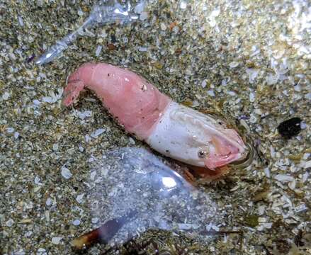 Image of deep blade shrimp