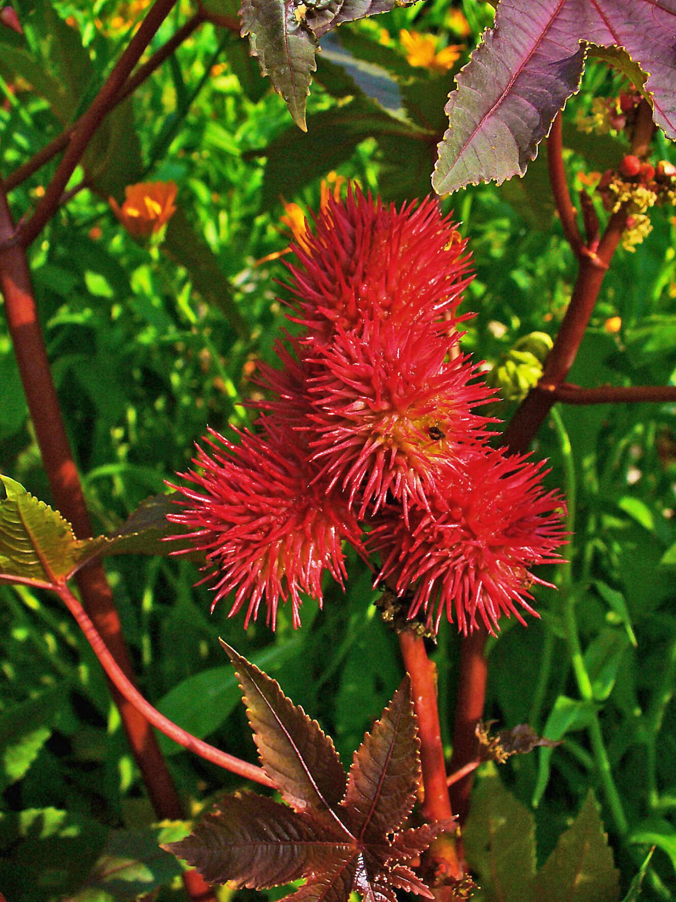 Sivun Ricinus kuva