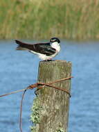 Image of Tachycineta Swallows