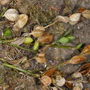 Image of Pseudonectria buxi (DC.) Seifert, Gräfenhan & Schroers 2011