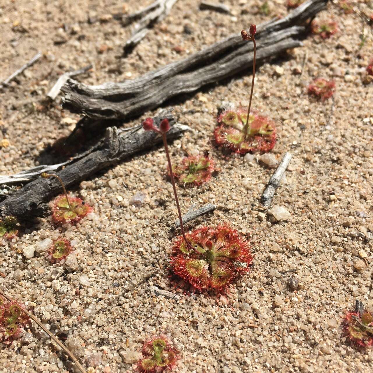 Image of <i>Drosera burmanni</i>