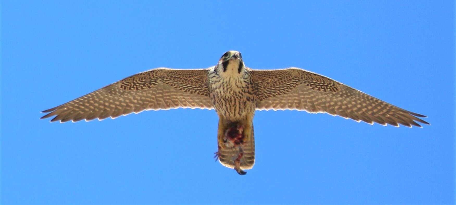 Слика од Falco peregrinus minor Bonaparte 1850