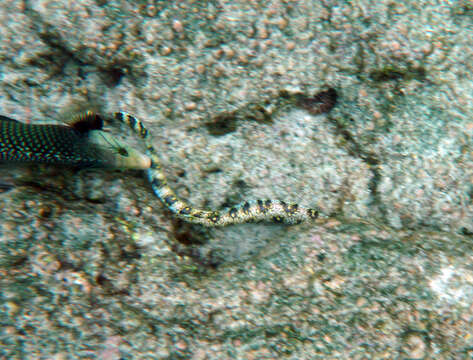 Image of Snowflake moray