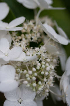 Image of panicled hydrangea