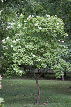 Image of panicled hydrangea