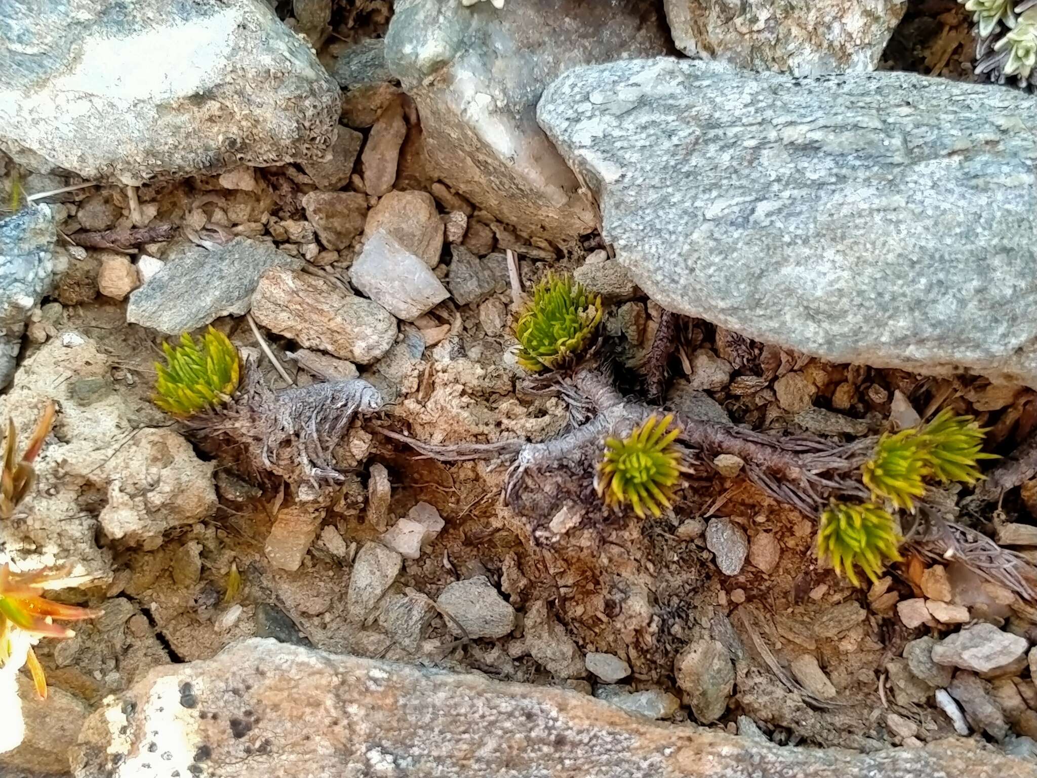 Image of Leptinella goyenii (Petrie) D. G. Lloyd & C. J. Webb