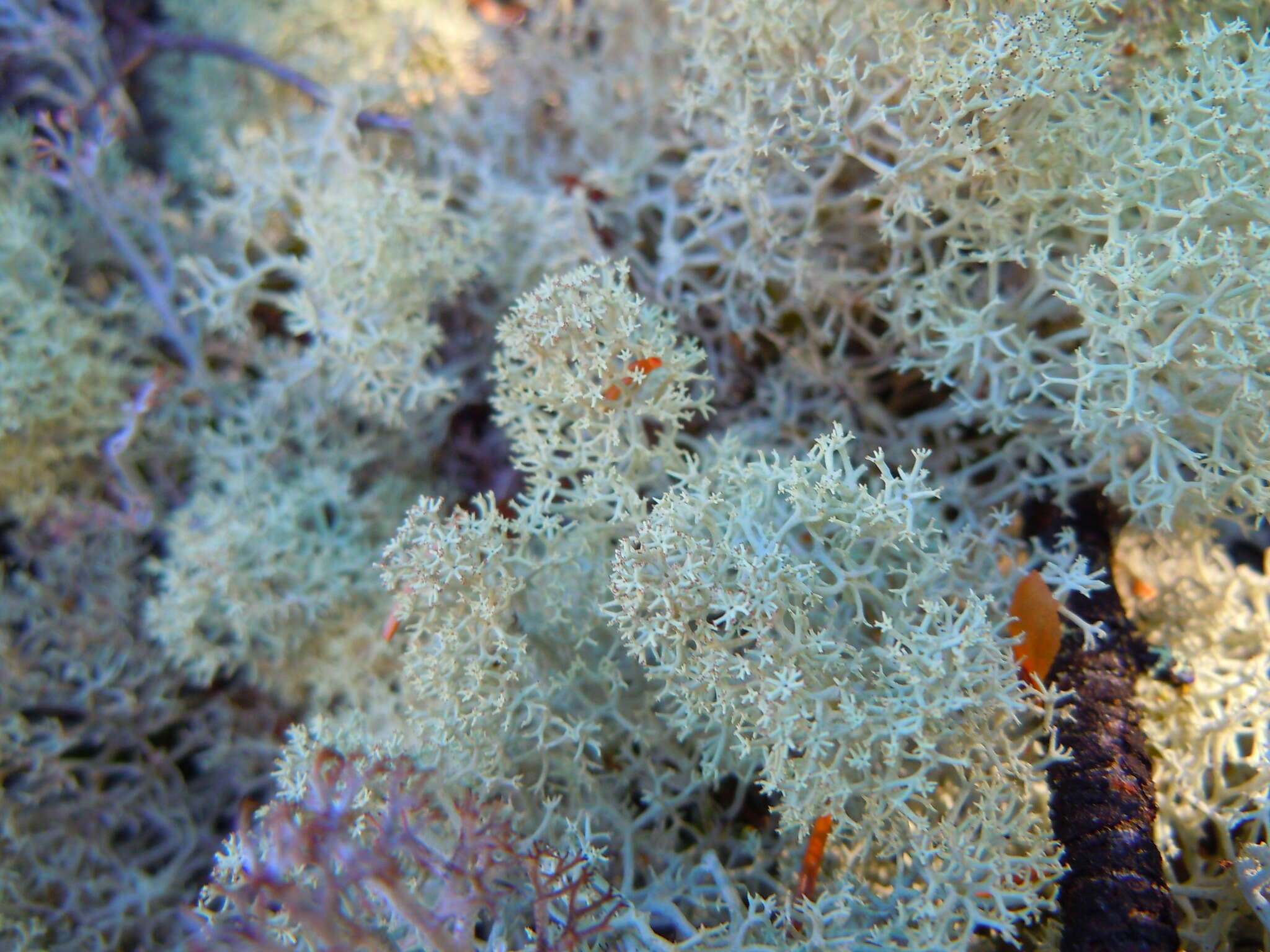 Image of reindeer lichen