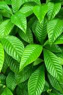 Imagem de Psychotria nervosa Sw.