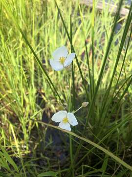 Слика од Sagittaria engelmanniana J. G. Sm.