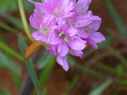 Image of Sea Pinks