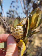 Image of Ivory conebush