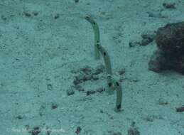 Image of Black spotted garden eel