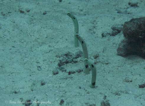 Image of Black spotted garden eel