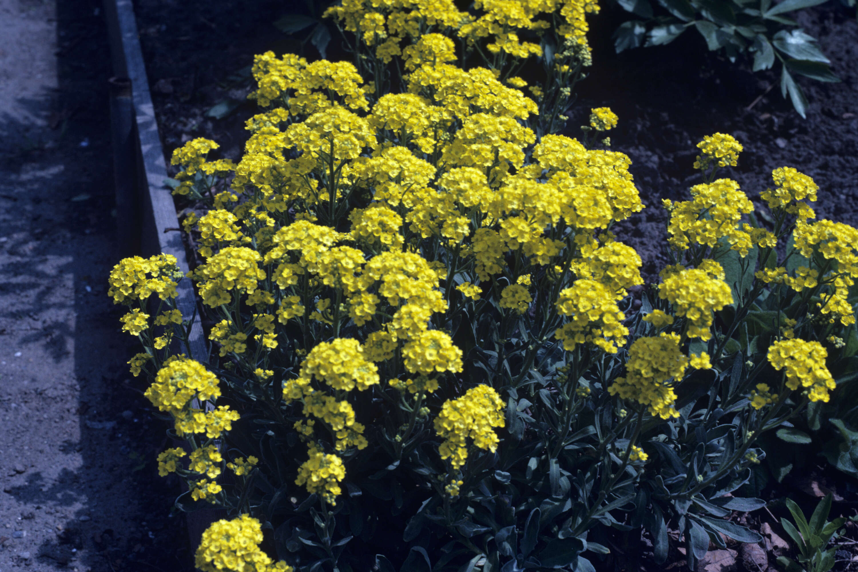 Image of Basket of Gold