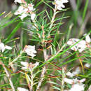 Imagem de Lissanthe strigosa subsp. subulata (R. Br.) J. M. Powell