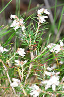 Imagem de Lissanthe strigosa subsp. subulata (R. Br.) J. M. Powell