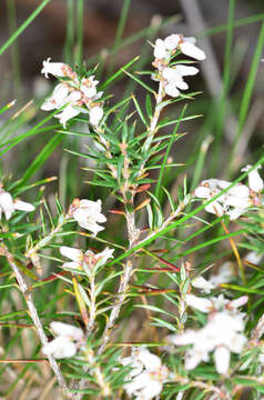 Слика од Lissanthe strigosa subsp. subulata (R. Br.) J. M. Powell