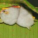 Image of Honduran White Bat