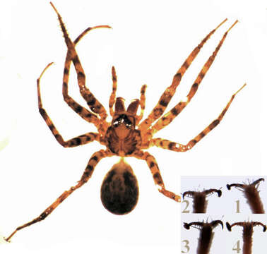 Image of scuttling spiders