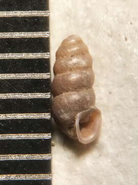 Image of <i>Gastrocopta procera</i>