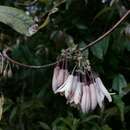 Imagem de Stauntonia latifolia (Wall.) Christenh.