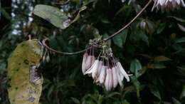 Imagem de Stauntonia latifolia (Wall.) Christenh.