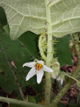 Image of Indian nightshade