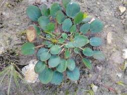 Image of Pelargonium chelidonium (Houtt.) DC.