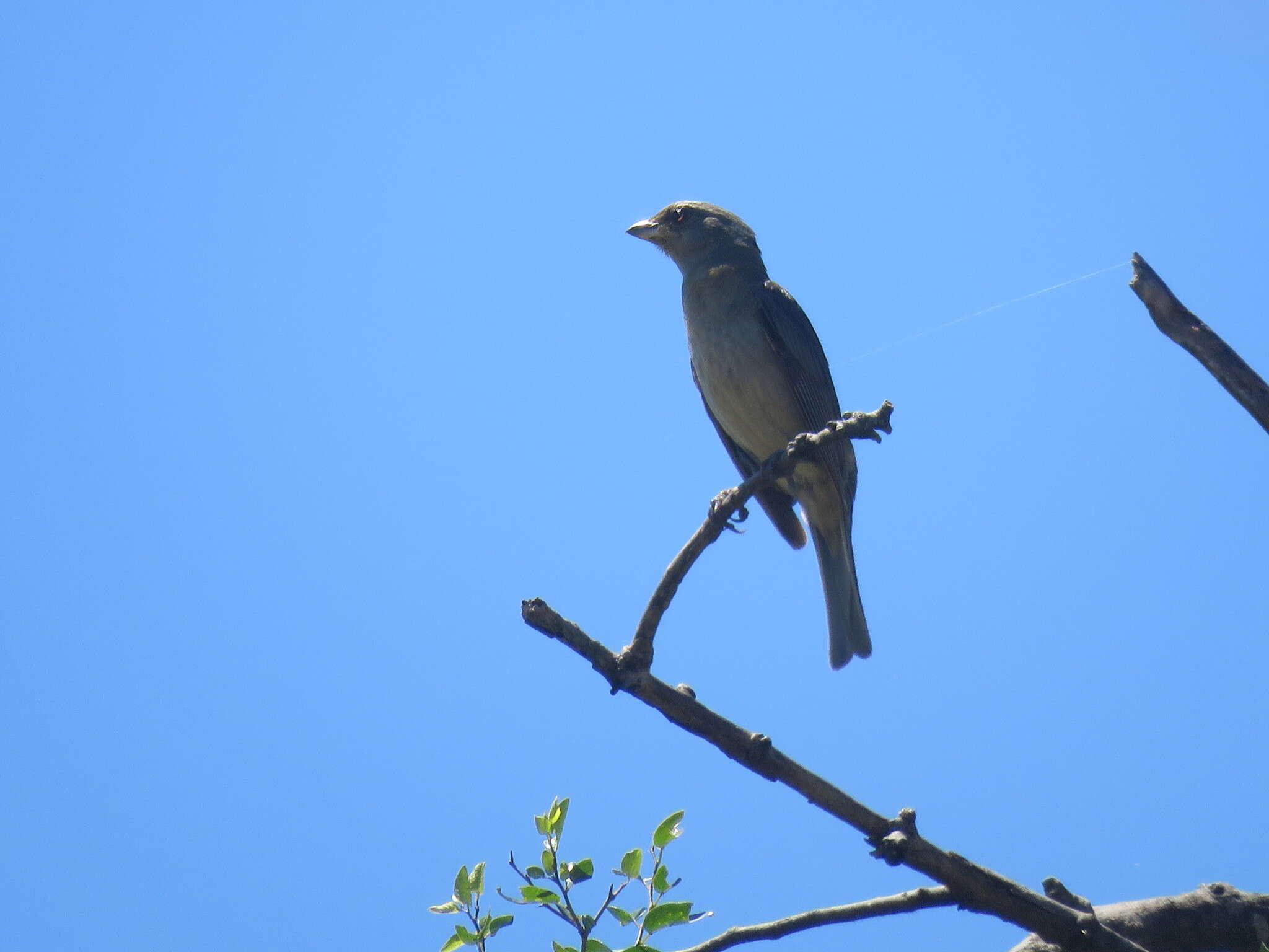 Image of Blue-and-yellow Tanager