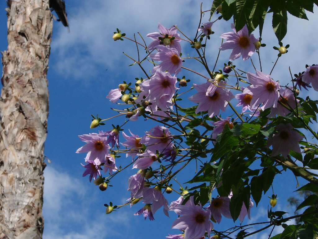 Image of Tree dahlia