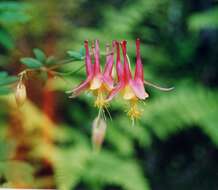 Image of red columbine