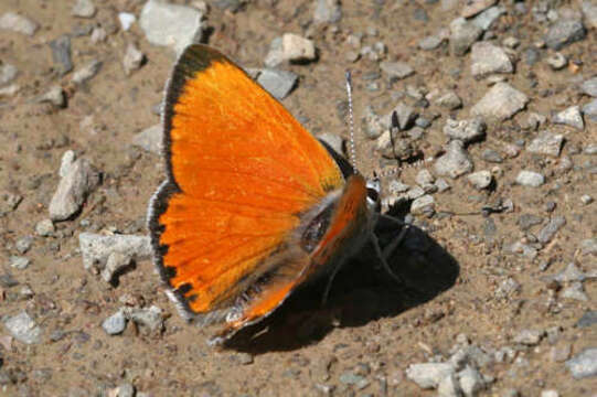 Image of <i>Lycaena ophion</i>