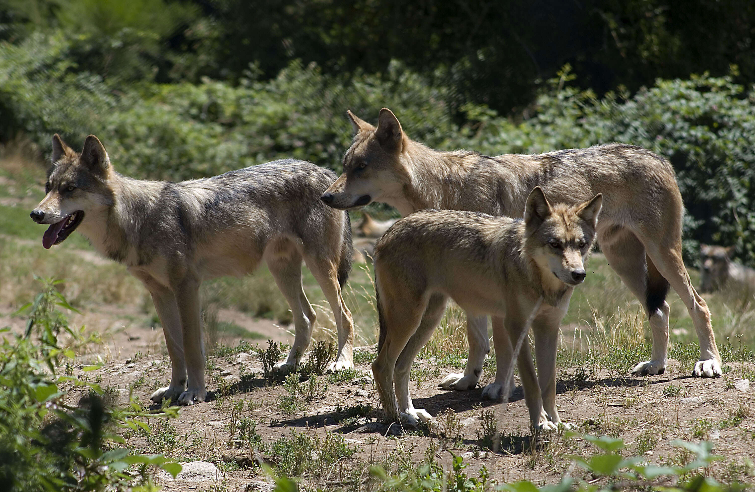 Image of Eurasian Wolf