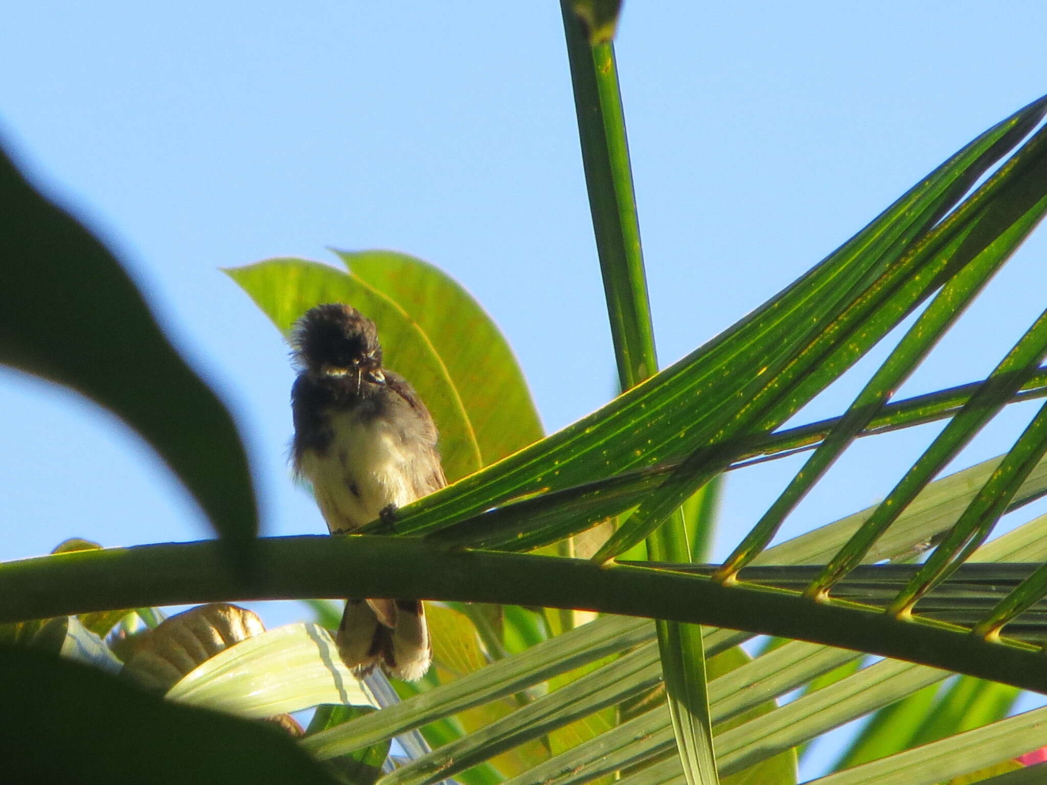 Image of Rhipidura javanica javanica (Sparrman 1788)