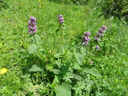 صورة Phlomoides oreophila (Kar. & Kir.) Adylov, Kamelin & Makhm.