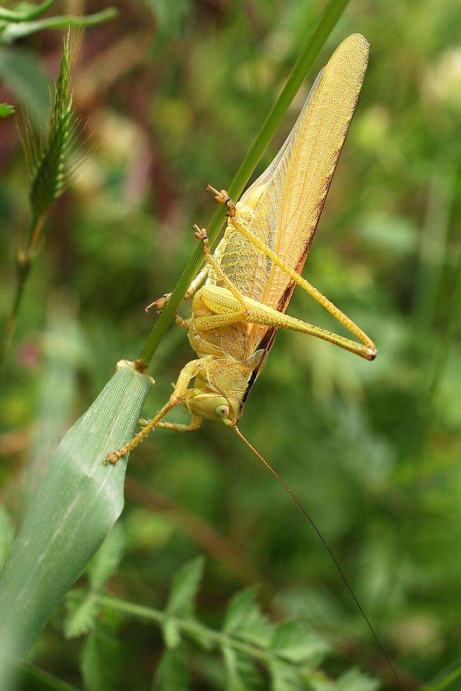 Image of Great green bushcricket