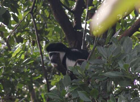 صورة Colobus guereza guereza Rüppell 1835