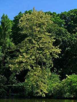 Image of black locust