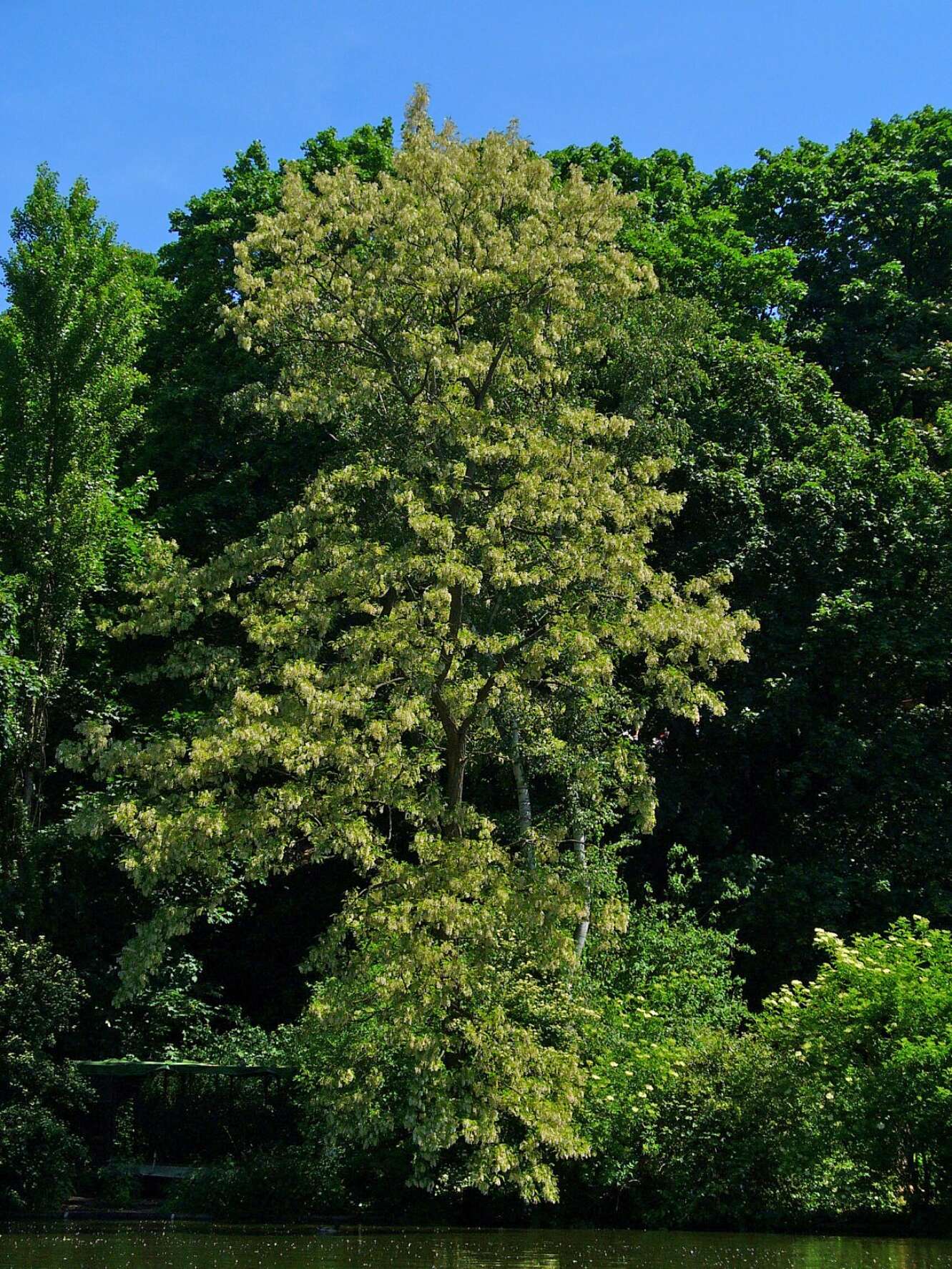 Image of black locust