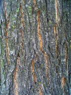 Image of black locust