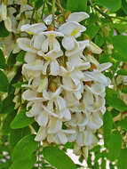 Image of black locust