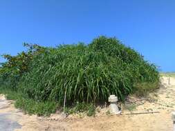 Image of Pandanus odorifer (Forssk.) Kuntze