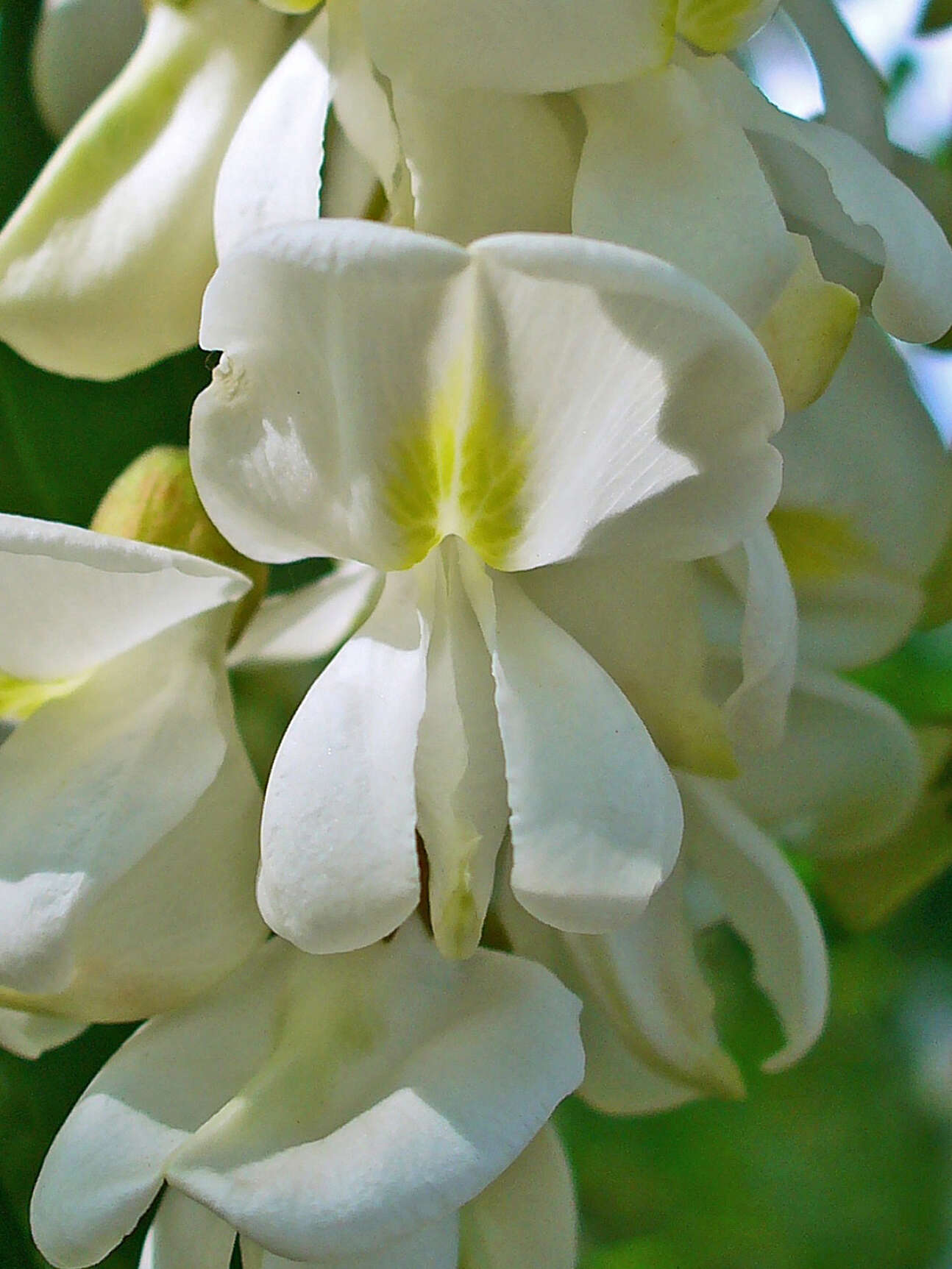 Image of black locust