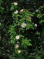 Image of dog rose