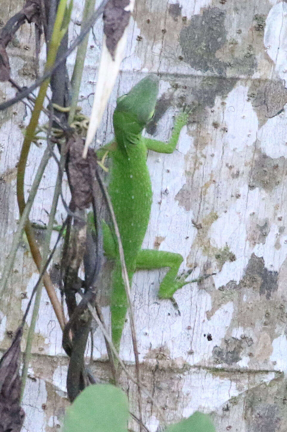 Anolis biporcatus (Wiegmann 1834)的圖片