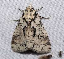 Image of Cryphia deceptura Walker 1865