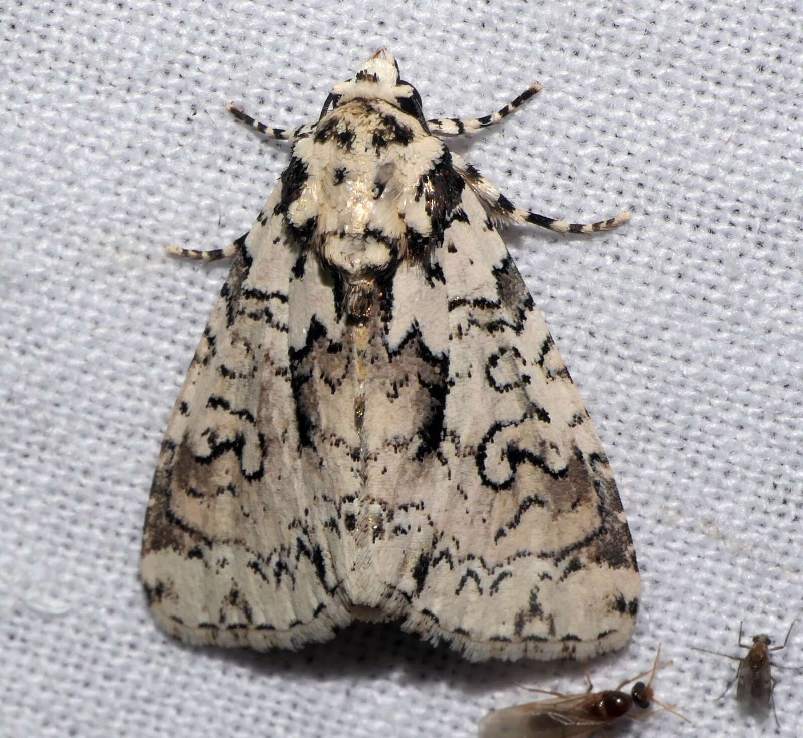 Image of Cryphia deceptura Walker 1865