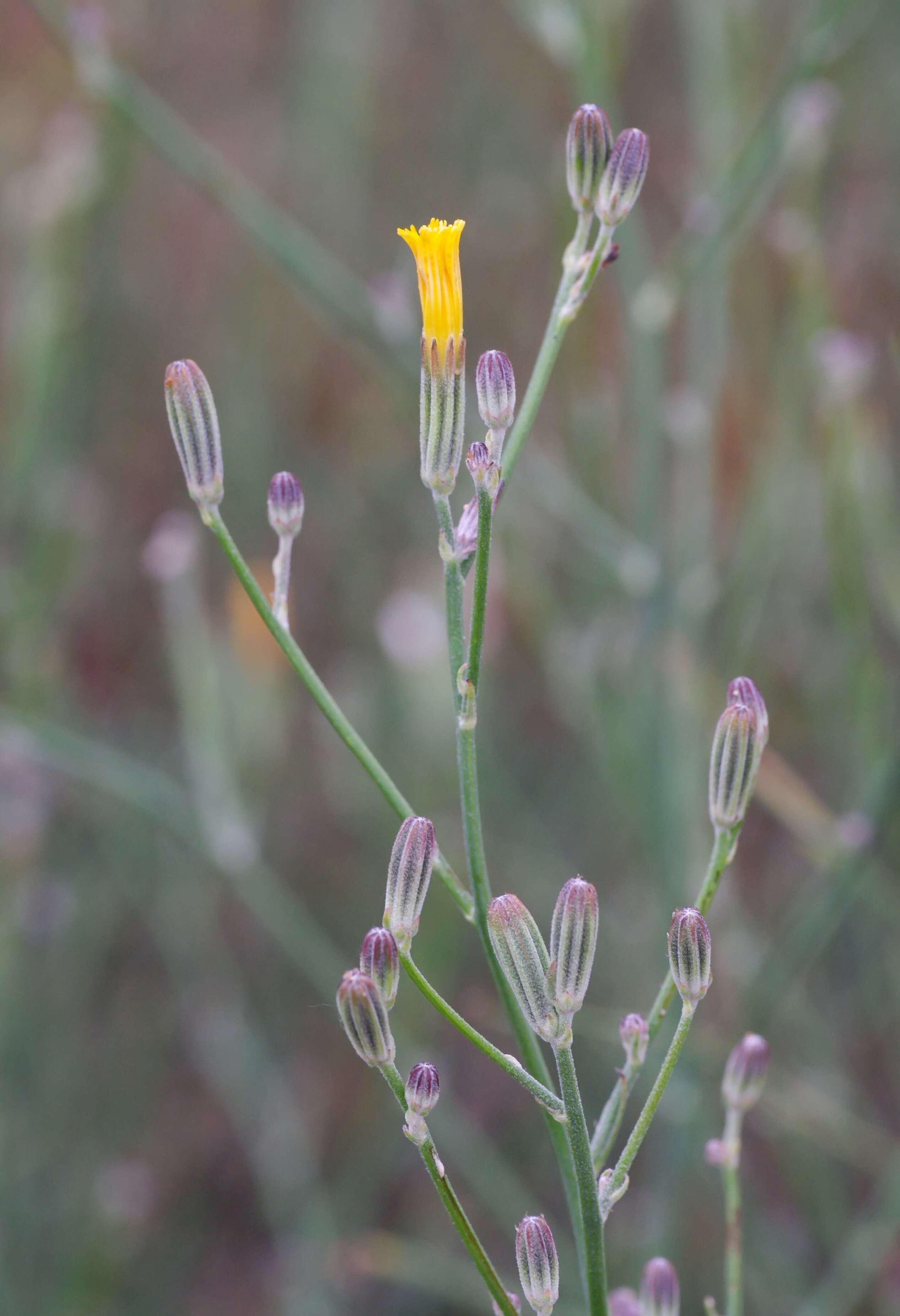 Image of chondrilla